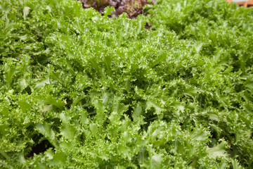 Endive vegtable is a source of vitamin A, C,  calcium and fiber