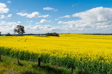 Fotobehang Oranje Fields of golden canola crops north of Benalla, Victoria  © nilsversemann