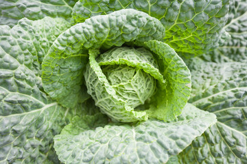 Fototapeta premium Cabbage is a good source of vitamin K, vitamin C and dietary fiber