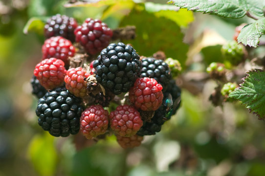 blackberry ripens on brambles
