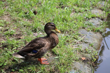 小石川後楽園の鴨