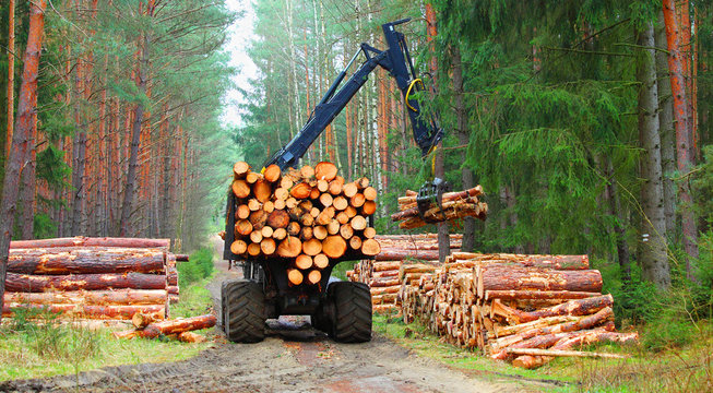 Lumberjack With Modern Harvester Working In A Forest. Wood As A Source Renewable Energy. 