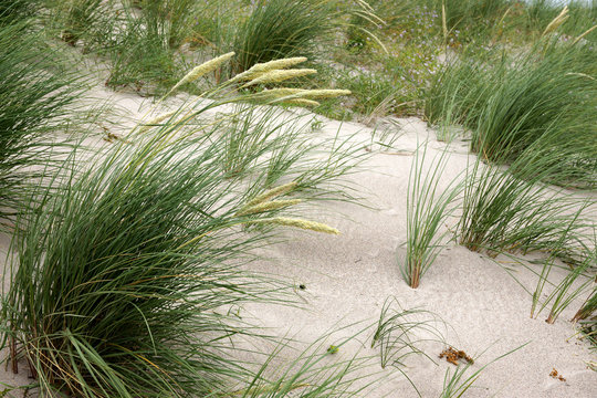 In den D&uuml;nen am Graswader in Heiligenhafen an der Ostsee, Schleswig-Holstein