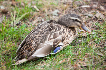 Duck