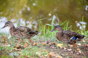 Fototapeta premium Duck