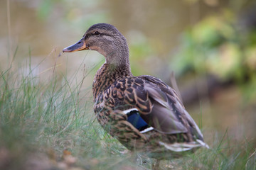 Duck