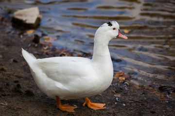Duck