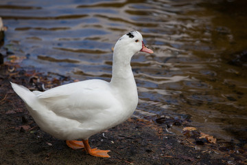 Duck