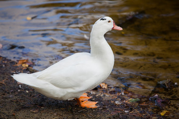 Duck