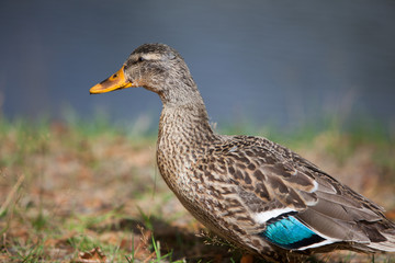 Duck