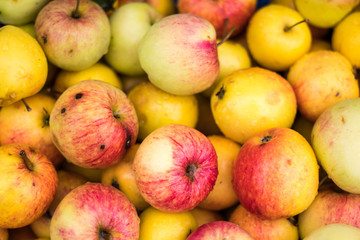 English Apples Picked in the Autumn Rain