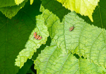 Gemeine Feuerwanze auf einem grünen Blatt