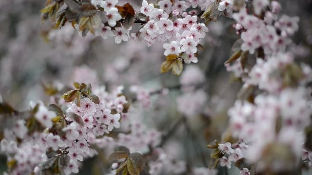 Cherry blossom in bad weather snow and rain dark day close up