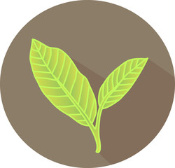 Vector illustration of a green tea leaf against brown background