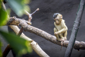  monkey