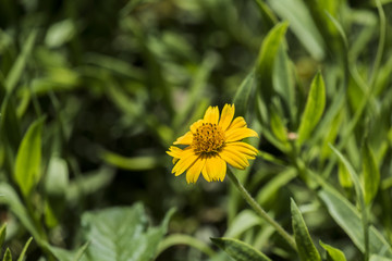 Flower of a bright yellow chrysanthemum with a convex center (Coleostephus myconis)