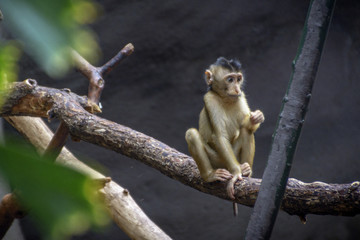  monkey