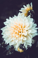Chrysantheme - blume