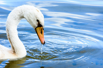 Cygne