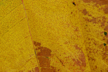 虫食いのイタドリの葉