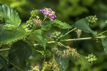 Flowers, leaves and berries of poisonous bush Lantana camara, also known as big-sage, is a species of flowering plant within the verbena family