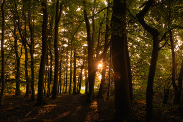 Sonnenuntergang im herbstlichen Wald