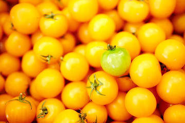 Green tomatoe among heap of yellow ones on marketplace