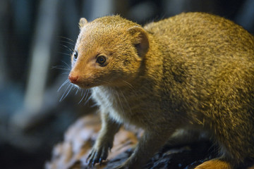  cape ground squirrel
