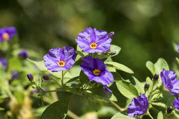 Purple flowers of Solanum rantonnei known as blue potato bush (Lycianthes rantonnetii)
