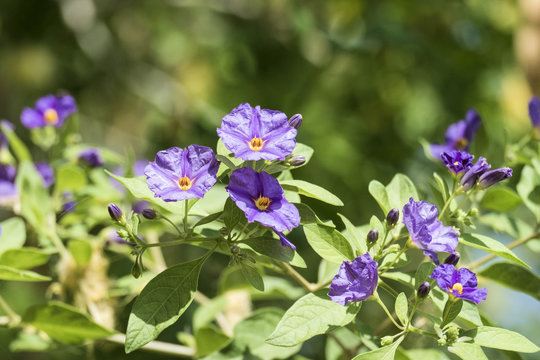 Purple flowers of Solanum rantonnei known as blue potato bush (Lycianthes rantonnetii)