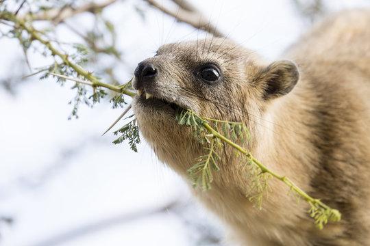 Cliff badger, Rock Hyrax, ein Gedi nature reserve, dead sea, Israel