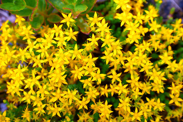 beam flowers of St. John's wort