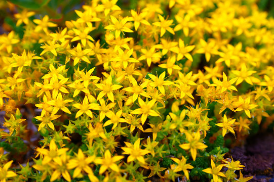 beam flowers of St. John's wort