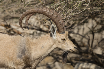 Nubian ibex, Ein Gedi at the Dead Sea, Israel