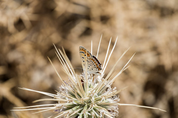 The common blue butterfly (Polyommatus icarus) on thorny flower Globe Thistles (Echinops adenocaulos)