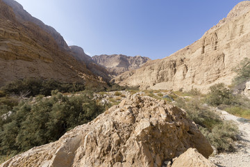 Fototapeta premium Wadi Arugot River, ein Gedi nature reserve, dead sea, Israel