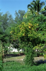 Lemontree, Inhambane, Mozambique