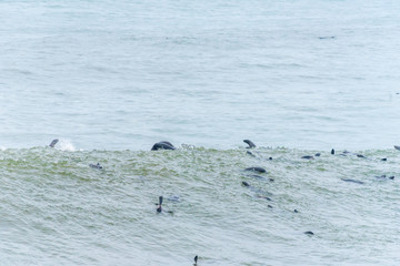 Cape Fur Seals playing in the waves at Cape Cross
