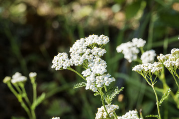 Medicinal herbs: Flowers common yarrow (Achillea millefolium)