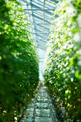 Rows of tomato plants growing at modern spacious greenhouse, no people, blurred background