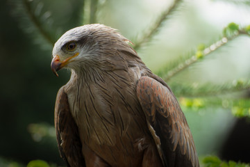 Profile predator of bird in nature