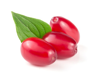 dogwood berry with leaf isolated on white background