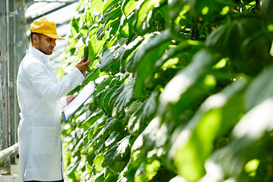Profile view of talented young farmer analyzing quality of fresh cucumber and taking necessary notes while carrying out inspection at spacious greenhouse