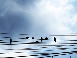 Silhouette of black pigeon bird flock standing on tangled messy electrical power cords, black cloudy pale blue sky background