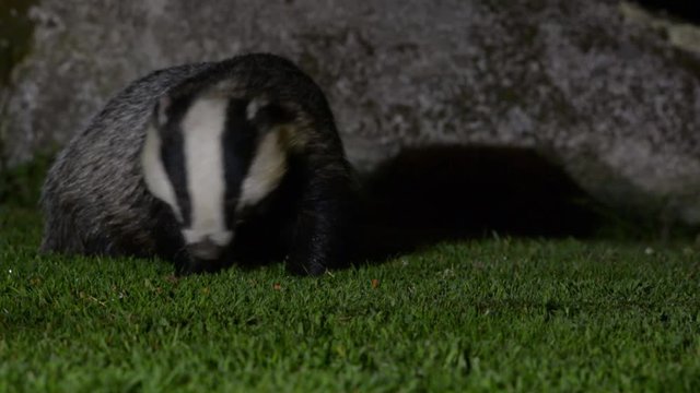 Badger-Clips