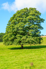 A Tree in the Countryside