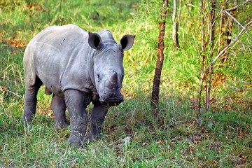 White rhino baby, Kruger National Park, South African Republic