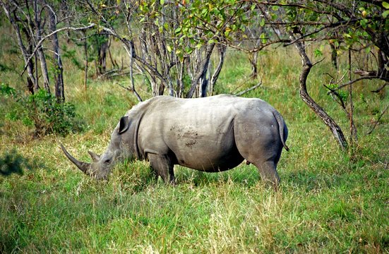 White rhino, Kruger National Park, South African Republic