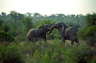 African elephants, Kruger National Park, South African Republic