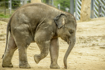 Naklejka premium słoń